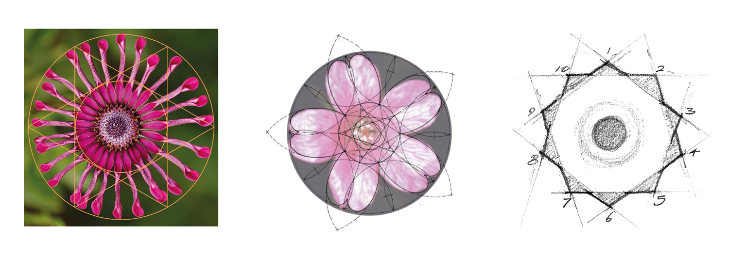 Geometric Flower Development